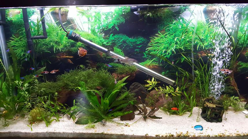 Rated #15: 55 Gallons Planted Tank - 55 gallon community