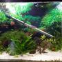 55 gallons planted tank (mostly live plants and fish) - 55 gallon community