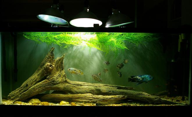 55 gallons freshwater fish tank (mostly fish and non-living decorations) - Electric Blue M/Normal F Jack Dempsey pair, two convict F, one Honduran Red Point/Convict hybrid M, two Port Acara F, eight Red Minor tetras, eight Black Skirt tetras, one Blue Florida freshwater cray.