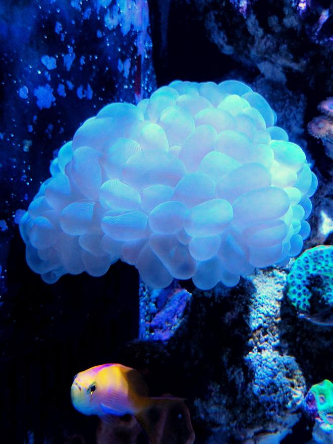 corals inverts stocking in 90 gallons tank - Bubble coral and Barlett's anthias