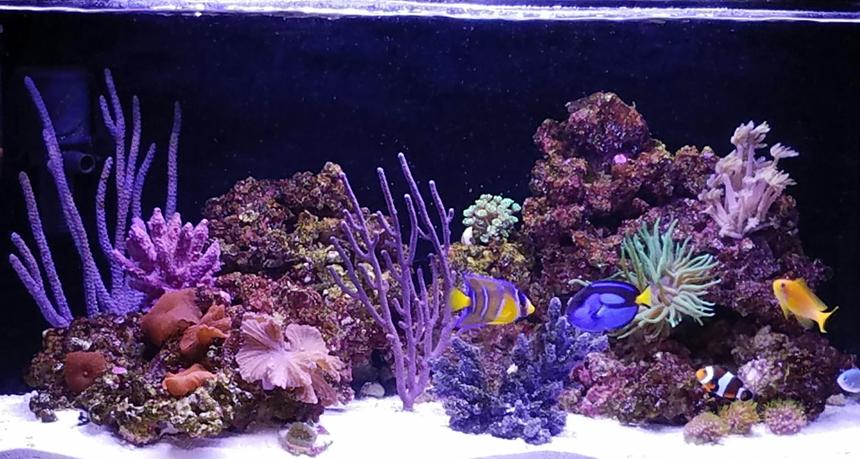 Rated #7: 20 Gallons Reef Tank - My reef tank
