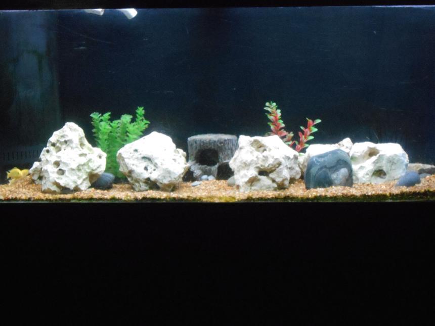 Rated #83: 75 Gallons Freshwater Fish Tank - bumblee bee