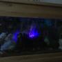 fish tank picture - LED Bubble Bar