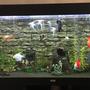 180 gallons freshwater fish tank (mostly fish and non-living decorations) - Juwel Rio 400