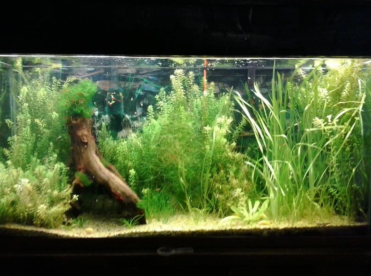 135 gallons planted tank (mostly live plants and fish) - My first planted tank. my first shrimp tank, and the first time my albino cories had babies that survived.