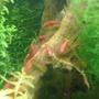 fish tank picture - Cherry Shrimp