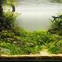 53 gallons planted tank (mostly live plants and fish) - 53gal