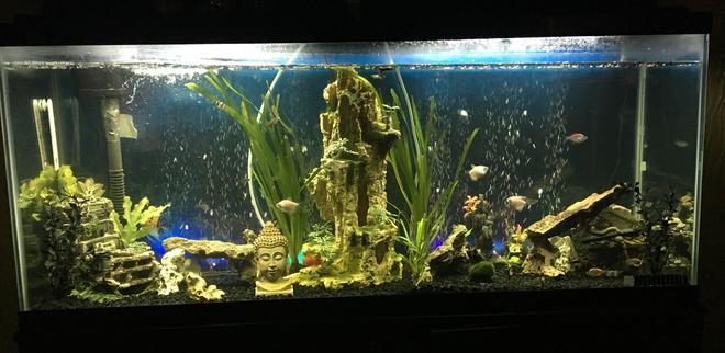 55 gallons freshwater fish tank (mostly fish and non-living decorations) - Tank pic1