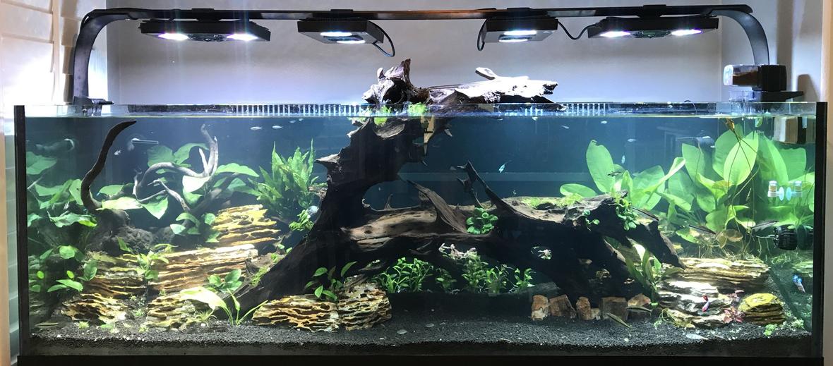 180 gallons planted tank (mostly live plants and fish) - My 180 Ecotech radions Mp10 Vecter return Fluval fx6 mechanical only Co2 dosed 6 auto dosers Smart ato 24 watts uv sterilizer