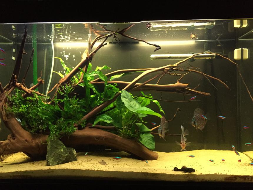 Rated #30: 63 Gallons Planted Tank - Planted aquarium