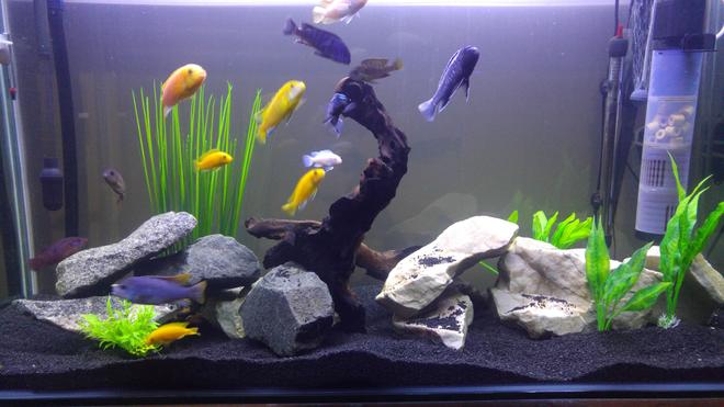 100 gallons freshwater fish tank (mostly fish and non-living decorations) - 1200x450x700 African Malawi tank