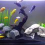 100 gallons freshwater fish tank (mostly fish and non-living decorations) - 1200x450x700 African Malawi tank