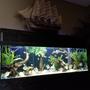 125 gallons freshwater fish tank (mostly fish and non-living decorations) - 125 gallon