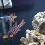 fish tank picture - Blue Eyed Candy Cane Cardinals