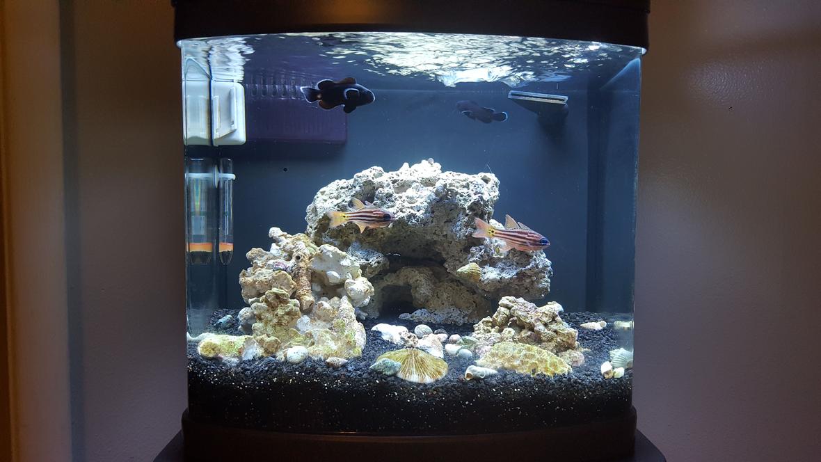 12 gallons saltwater fish tank (mostly fish, little/no live coral) - Midnight Black Clowns Blue Eyed Candy Cane Cardinals Emerald crabs Tank is 2 moths old, last fish to add will be a goby of some kind, new lights coming soon, then a few corals