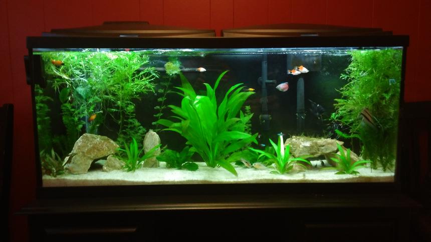 Rated #16: 55 Gallons Freshwater Fish Tank - Our first aquarium