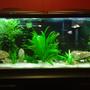 55 gallons freshwater fish tank (mostly fish and non-living decorations) - Our first aquarium