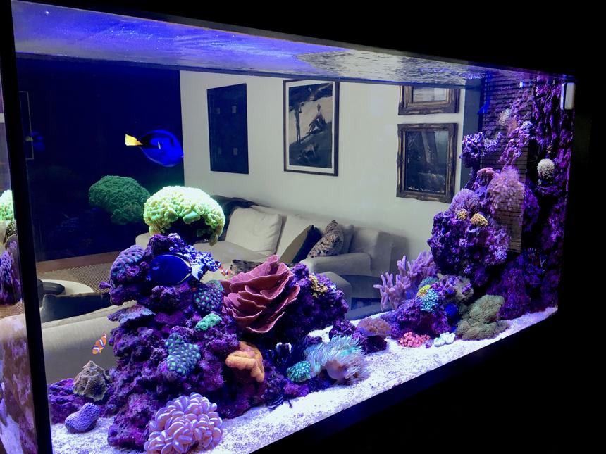 Rated #1: 90 Gallons Reef Tank - Reef it