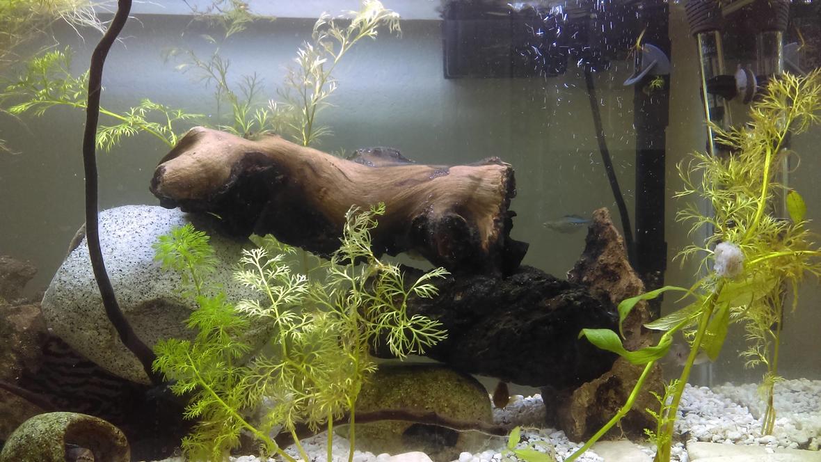 20 gallons planted tank (mostly live plants and fish) - don't mind the bit of mysis shrimp on the plant theyle get to it soon..