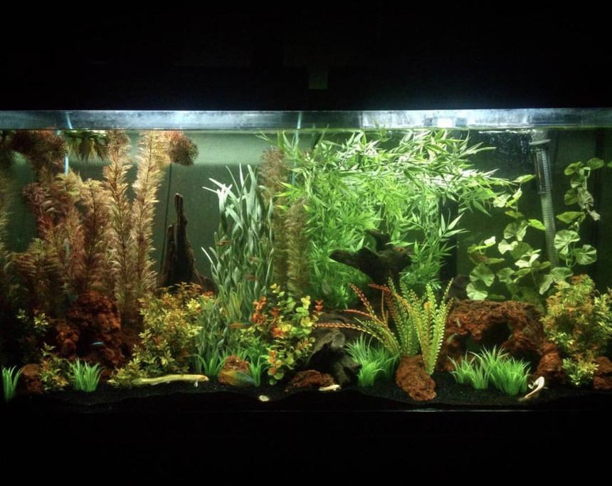 Rated #21: 60 Gallons Freshwater Fish Tank - 60 gallon, community tank with faux plants