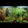 60 gallons freshwater fish tank (mostly fish and non-living decorations) - 60 gallon, community tank with faux plants