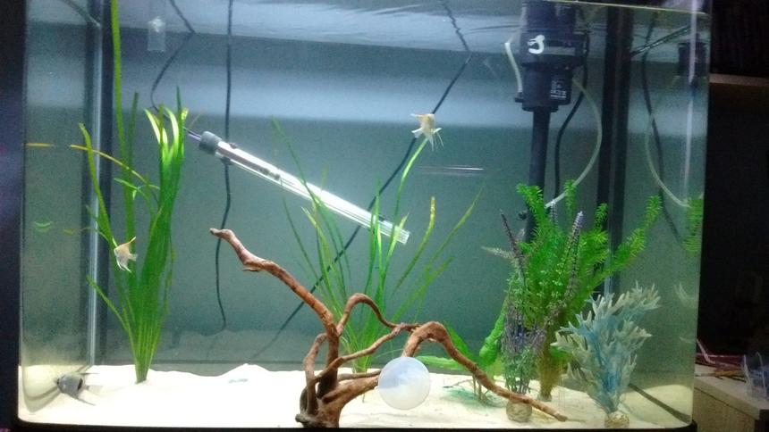 Rated #14: Freshwater Fish Stocking In 190 Gallons Tank - Angel fish with a few plants.