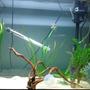 freshwater fish stocking in 190 gallons tank - Angel fish with a few plants.
