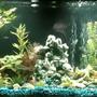 65 gallons freshwater fish tank (mostly fish and non-living decorations) - 60 gallon freshwater tank with fake plants. 5 bloodthin tetras 4 black neon tetras 1 angel fish 3 platys 5 Cory cats 3 Dennison Barb's 3 cherry Barb's 2 algae eaters 4 black skirt tetras 6 red minor tetras 4 gouramis