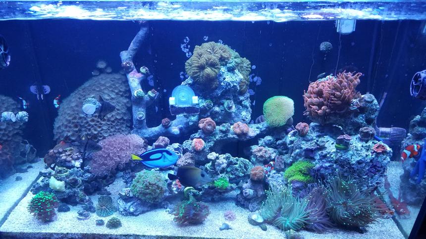 Rated #3: 30 Gallons Saltwater Fish Tank - Started back up a year ago. Red sea 250 tank.