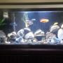 55 gallons freshwater fish tank (mostly fish and non-living decorations) - 55 gallon African cichild tank