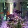 fish tank picture - 300ltr African cichlid aquarium