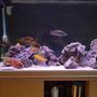 fish tank picture - 300lr African cichlid aquarium