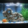 fish tank picture - New 20 gallon fish tank