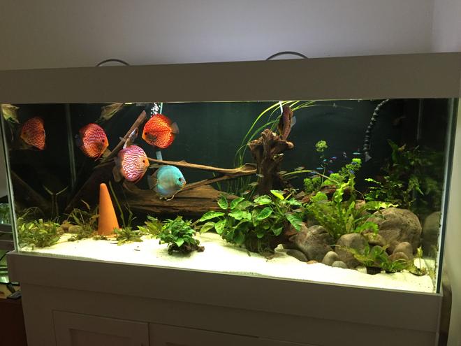 143 gallons planted tank (mostly live plants and fish) - Planted South American/Discus biotope
