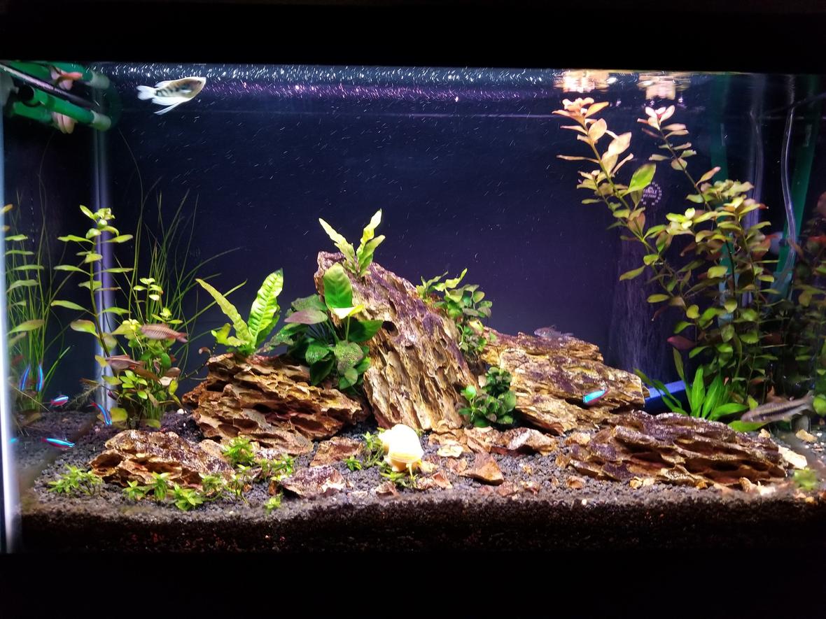 29 gallons planted tank (mostly live plants and fish) - My Tank