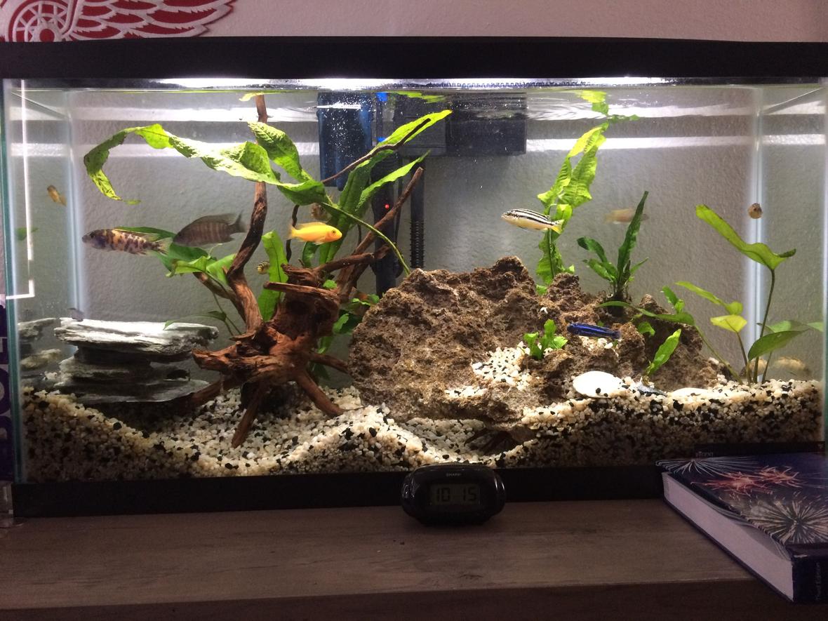 16 gallons freshwater fish tank (mostly fish and non-living decorations) - Community tank