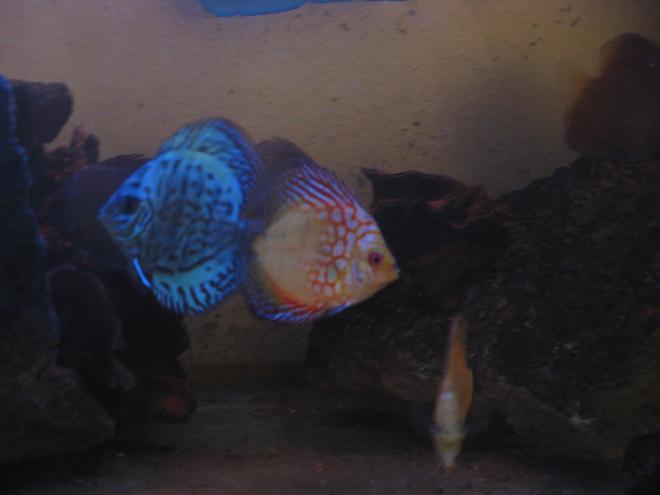 freshwater fish stocking in 180 gallons tank - Discus twins