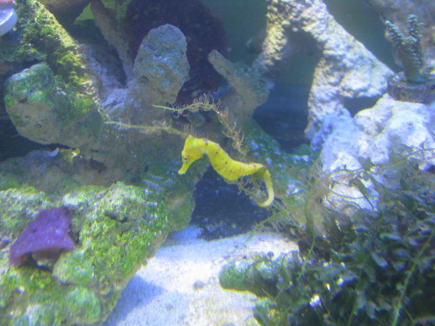 Rated #3: Corals Inverts Stocking In 180 Gallons Tank - See the horse