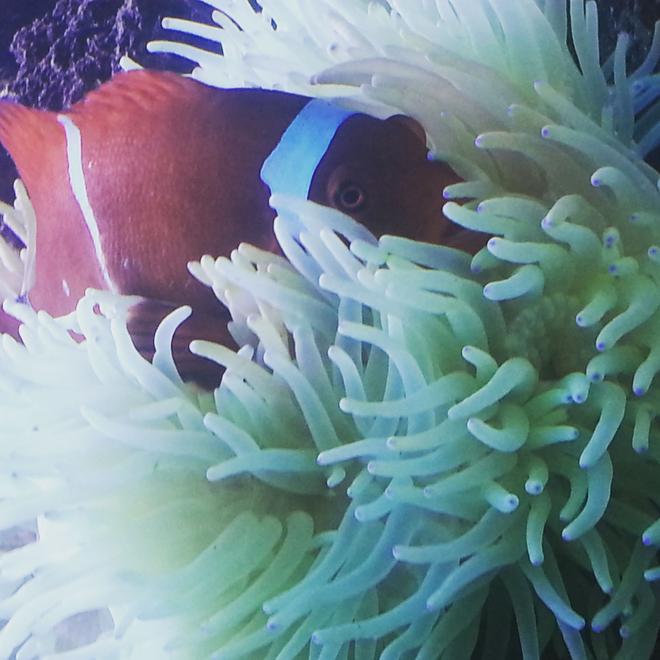 saltwater fish stocking in 260 gallons tank - my maroon clownfish inside his seabae anemone home