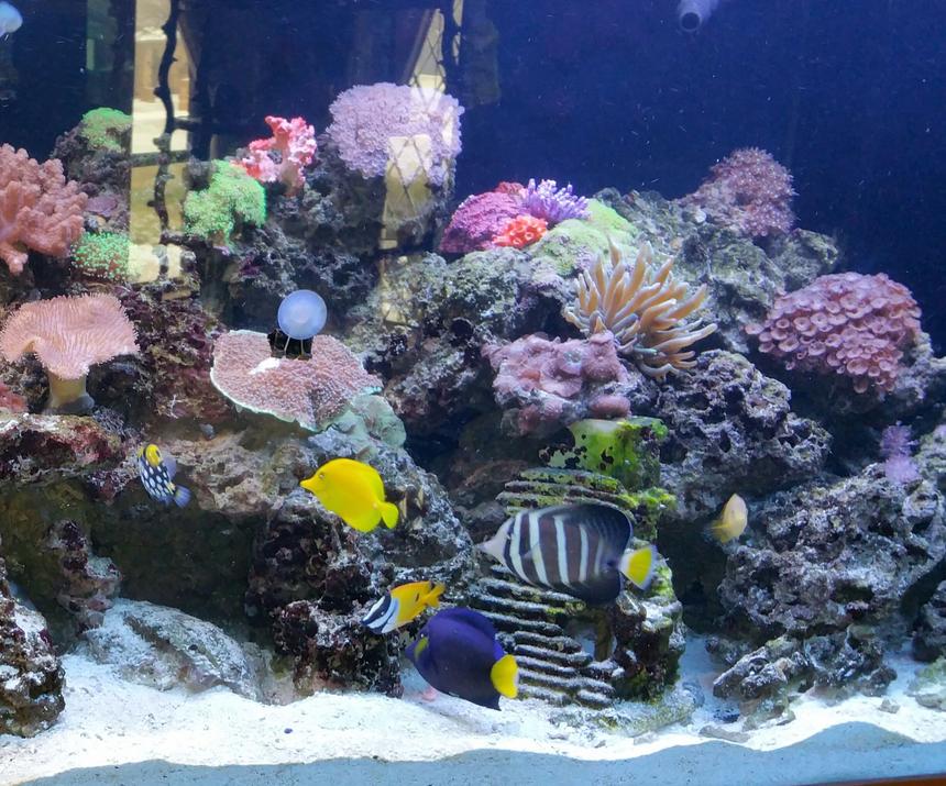Rated #9: 260 Gallons Reef Tank - 260 gallon reef tank with various fish