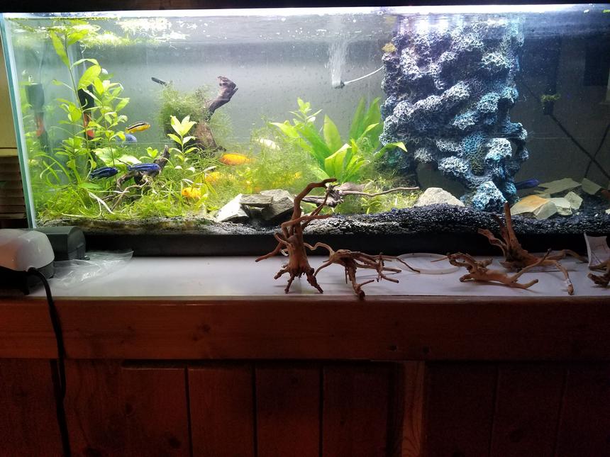 Rated #39: 40 Gallons Freshwater Fish Tank - Hawaiian Tank in all it's glory.