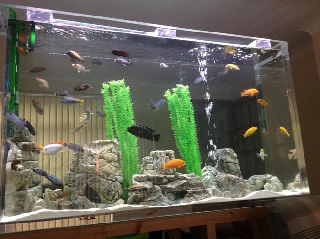 150 gallons freshwater fish tank (mostly fish and non-living decorations) - Daytime