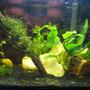 6 gallons planted tank (mostly live plants and fish) - This a Betta tank i converted into a planted. Was running it with sand and rock for Betta now as of 10-14-2017 i have made it my first planted tank. Did a LOT of research and found what should be non co2 needing low light loving plants to start with . Top Fin 5.5 No lidNicrew LED Light 11 19Aquaclear 20Off brand titanium 10-watt heaterHave several pieces of quartz form my yard in there i boiled and vinegar tested.5 Lbs. Black Sand National Geo brandHad one Leaching piece of Mopani in there it would not stop leaching tannins, So yea it is gone and replaced with a piece if Malaysian driftwood. Have Following plants in there Java Moss Taxiphyllum barbieriNarrow Leaf Java Fern Microsorum pteropus var. NarrowWindelov Java Fern Microsorum pteropus var. windelovAnubias Nana Anubias barteri var. nanaBanana Plant Nymphoides aquaticaFlame Moss ?Taxiphyllum sp???