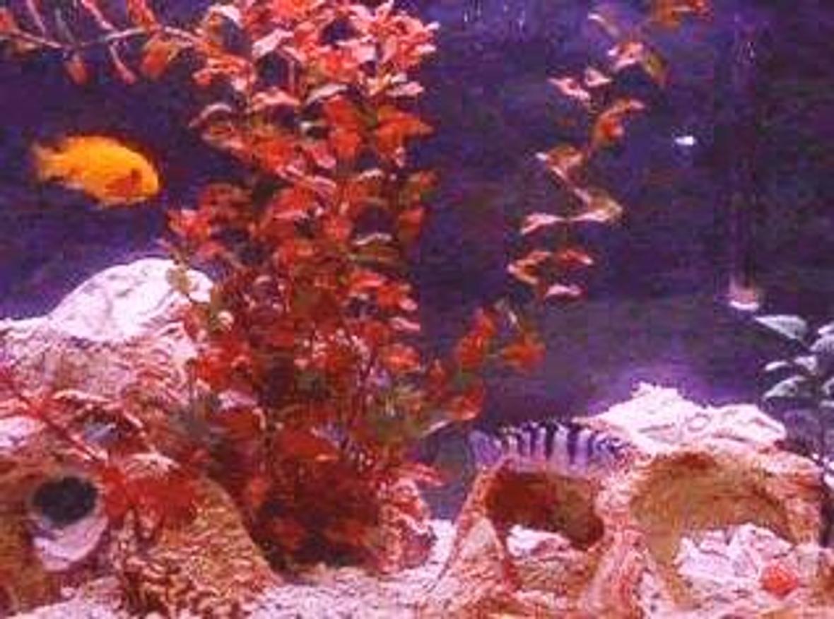 55 gallons freshwater fish tank (mostly fish and non-living decorations) - African Cichlids Kenyi male and Red Zebra, crushed coral, holey rocks all from PetsMart.