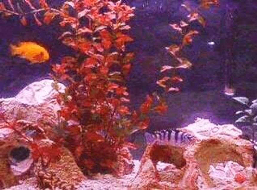 Rated #84: 55 Gallons Freshwater Fish Tank - African Cichlids Kenyi male and Red Zebra, crushed coral, holey rocks all from PetsMart.