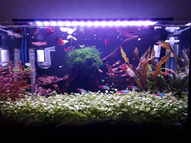 10 gallons planted tank (mostly live plants and fish) - Super.