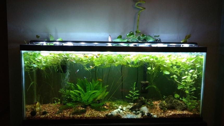 Rated #36: 55 Gallons Planted Tank - Established one year old 55 gallon.