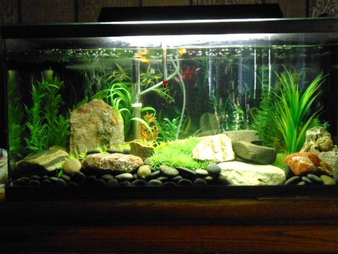 50 gallons freshwater fish tank (mostly fish and non-living decorations) - 50 gal. Freshwater tank.