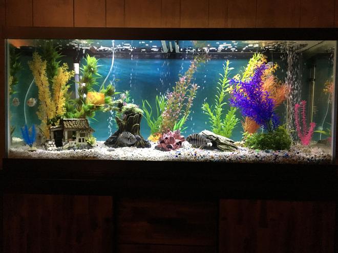 75 gallons freshwater fish tank (mostly fish and non-living decorations) - 75 gal freshwater tank.