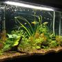 29 gallons planted tank (mostly live plants and fish) - My tank that we have been working on for two years and still feel new to the hobby. Goal is to have a planted tank that looks like a real (at least to a human) habitat. All tips, suggestions are welcomed!